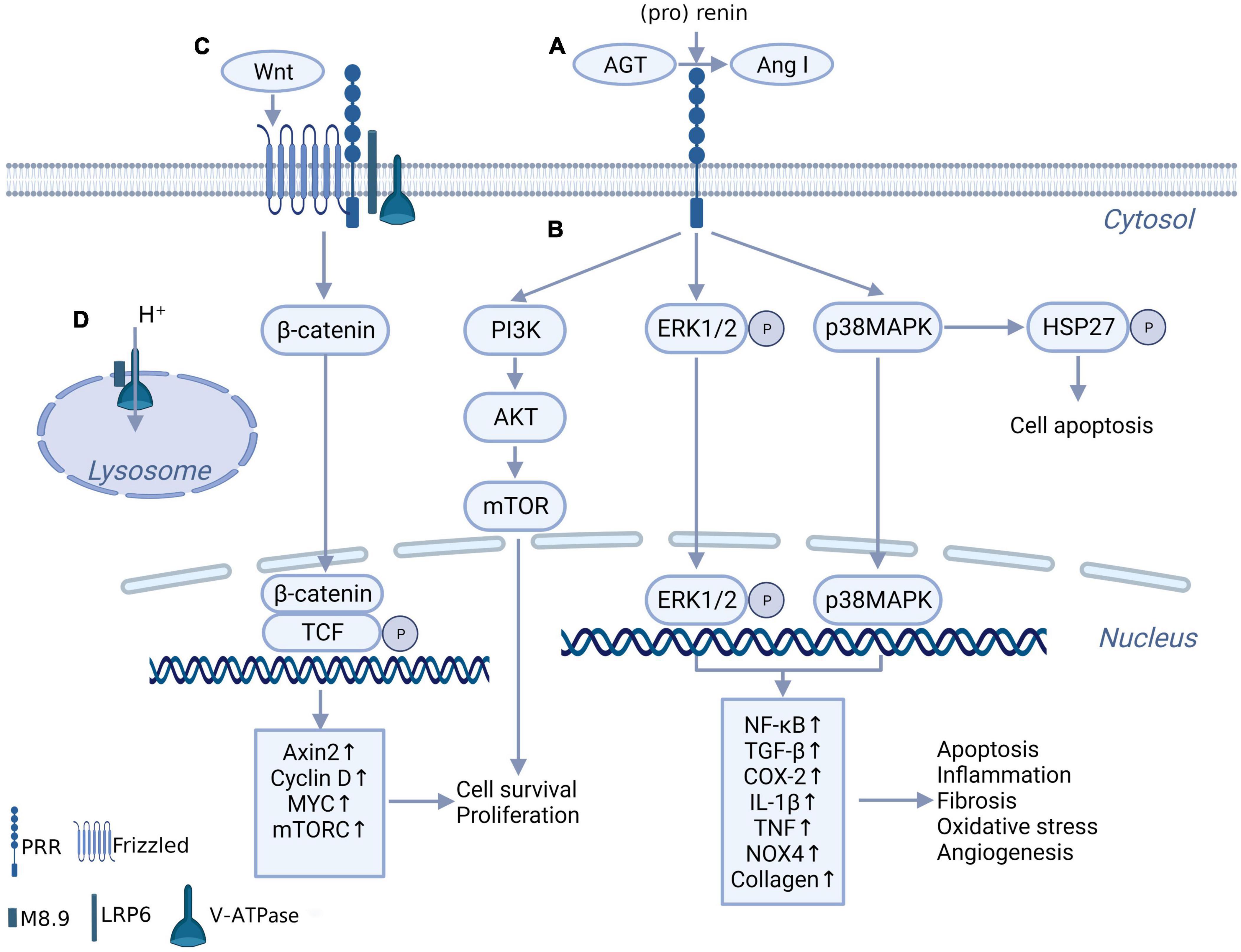 The role of (pro)renin receptor and its soluble form in cardiovascular diseases